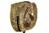 Brachylophosaur Vertebra With Associated Tyrannosaur Tooth! #112052-4